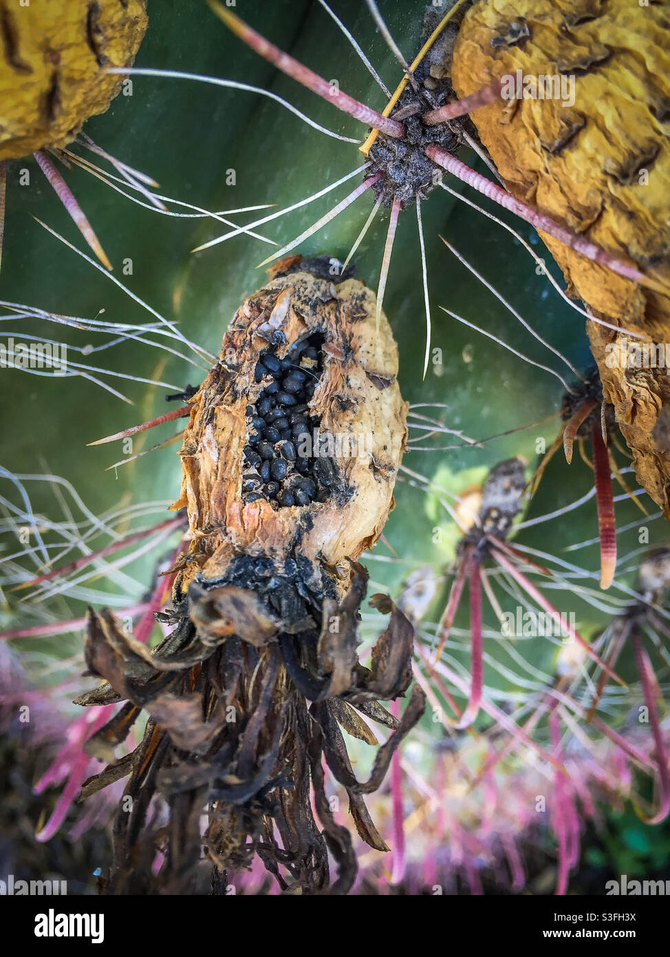 Ein ausgegebenes Fass Kaktusfrucht mit freigelegten Samen. Stockfoto