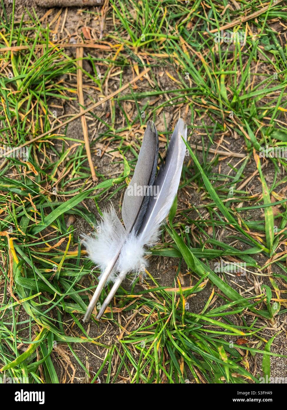 Zwei Taubenfedern liegen nebeneinander auf dem Gras. - Smartphone-aufgenommenes Stockfoto