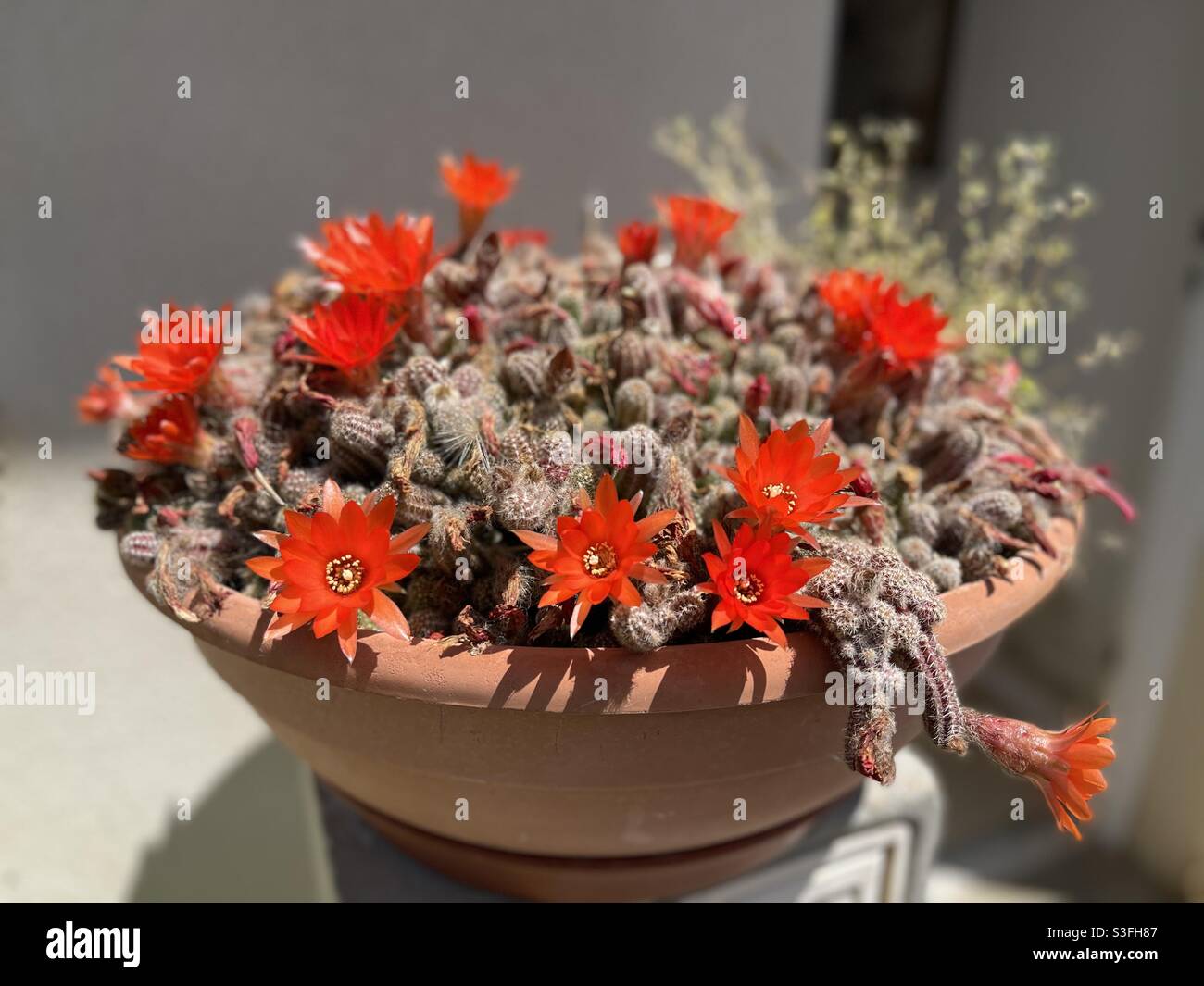 Topf mit sukkulenten Kakteen Pflanzen mit tiefroten Blüten - Smartphone-aufgenommenes Stockfoto
