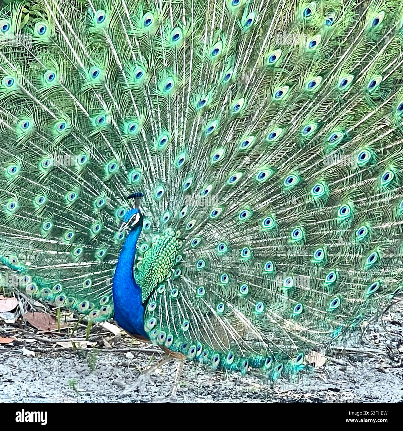 Männlicher Pfau in Vollanzeige Stockfoto