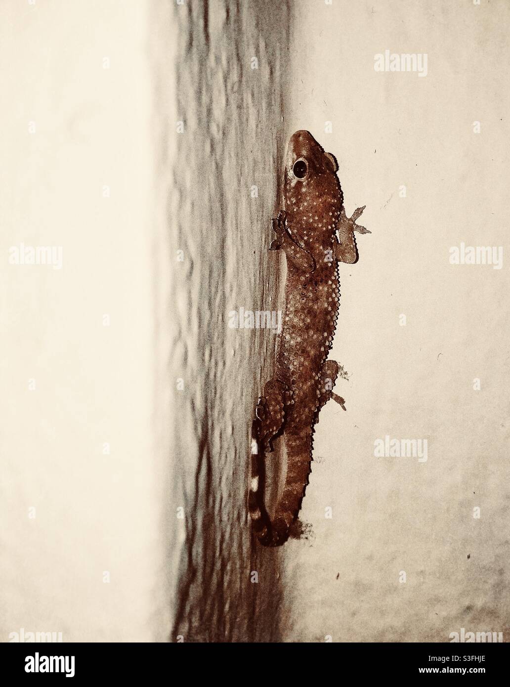Gemeiner Hausgecko an weißer Wand - Smartphone-aufgenommenes Stockfoto