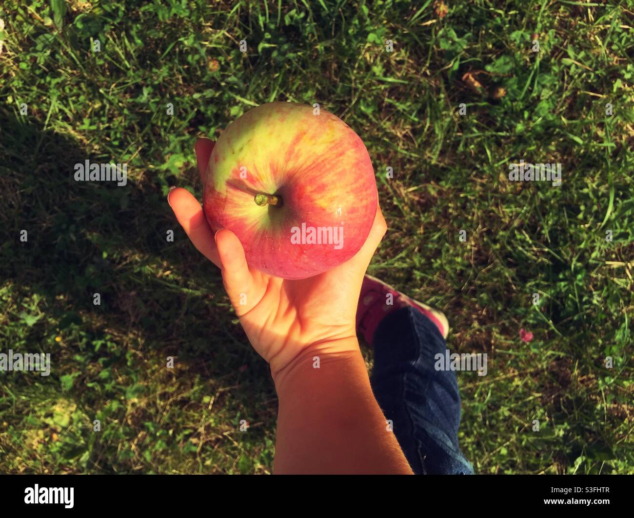 Hand eines Kindes, das einen frisch gepflückten Apfel hält - Smartphone-aufgenommenes Stockfoto