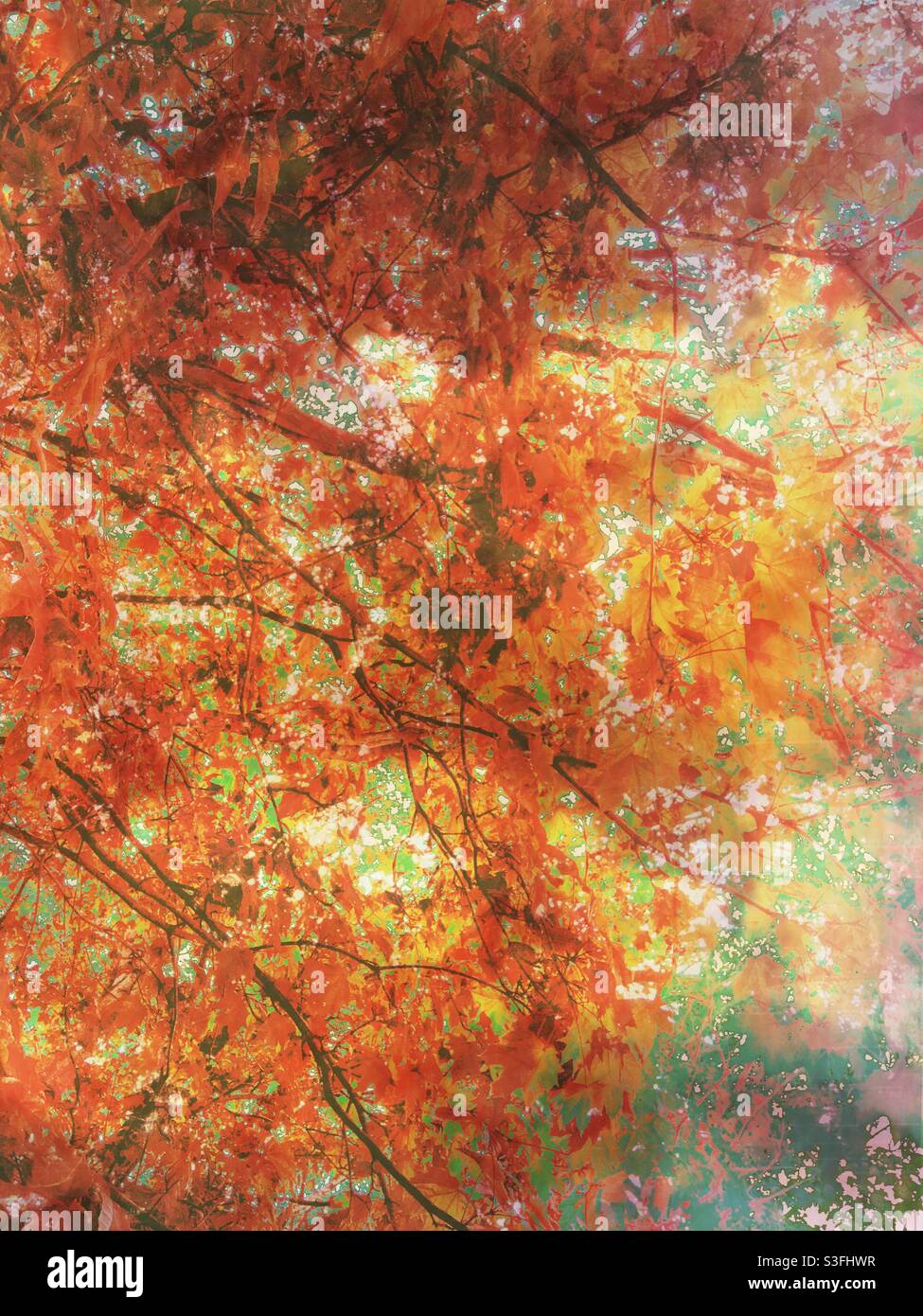 Blätter eines reifen Baumes mit warmem Orange-Effekt, Hintergrundbild Stockfoto