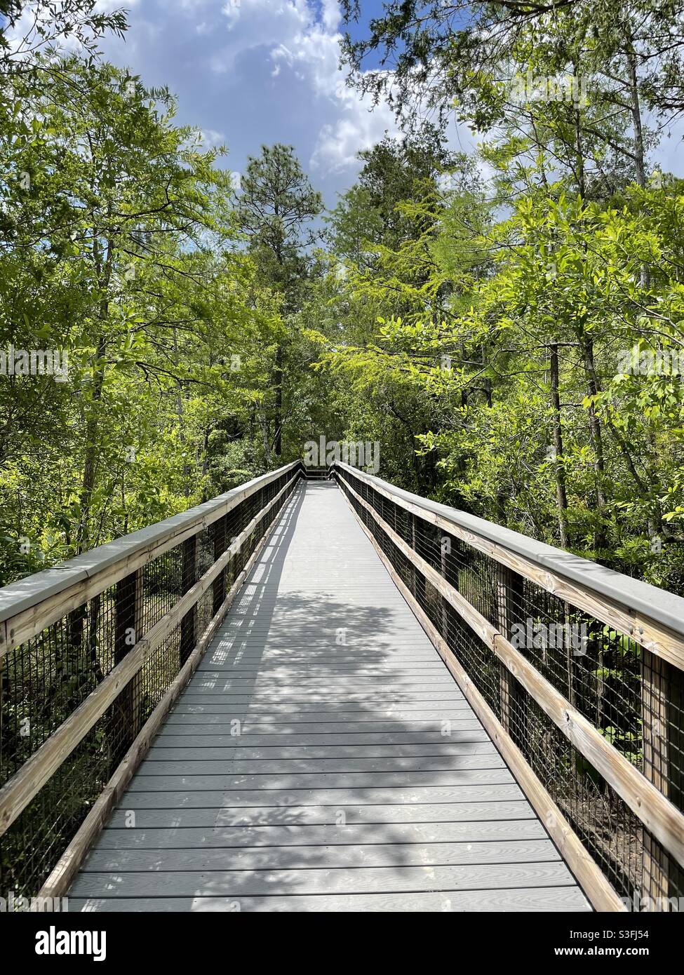 Wanderpfad im Blackwater River State Park, Florida Stockfoto
