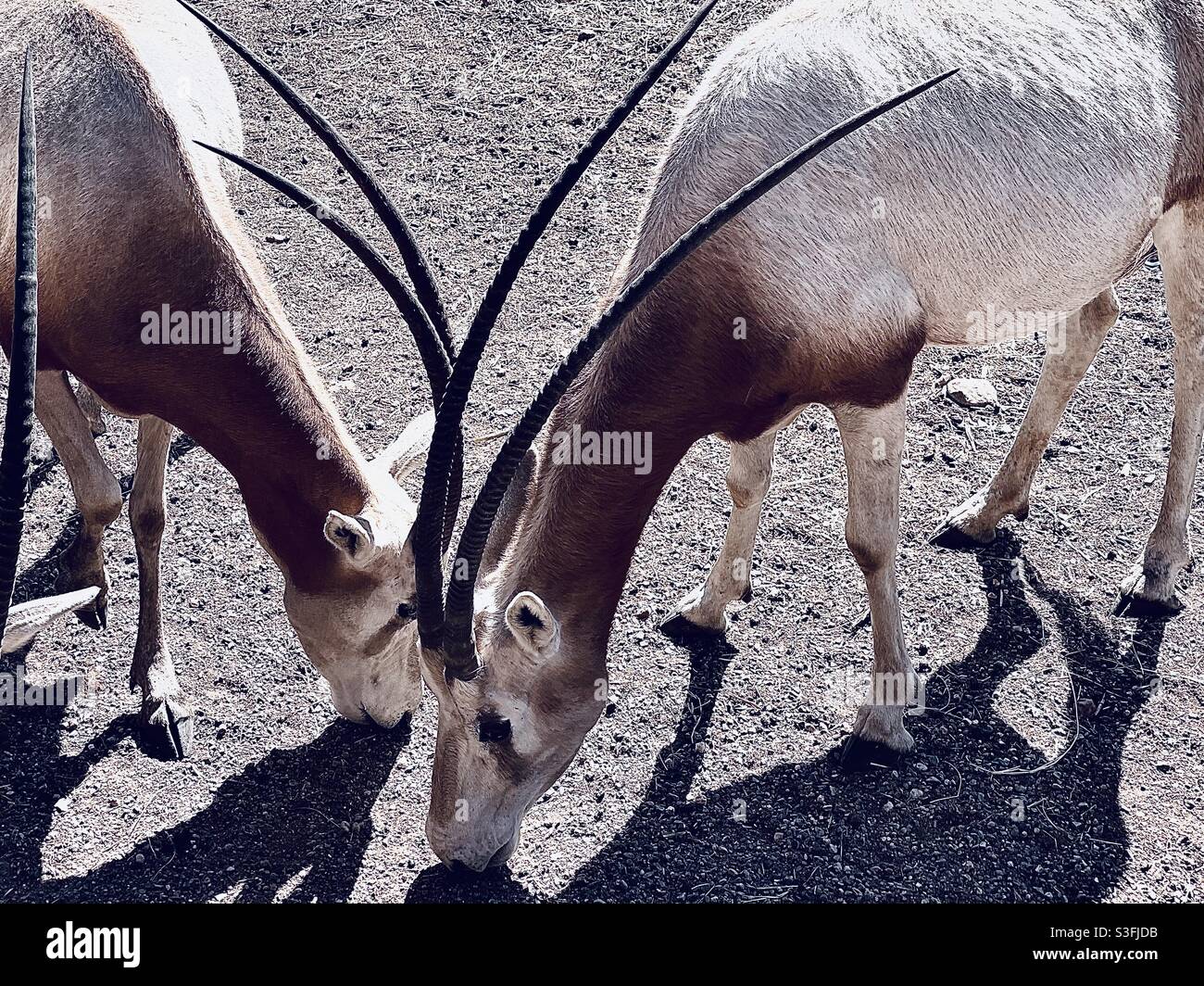 Lange symmetrische Hörner Stockfoto