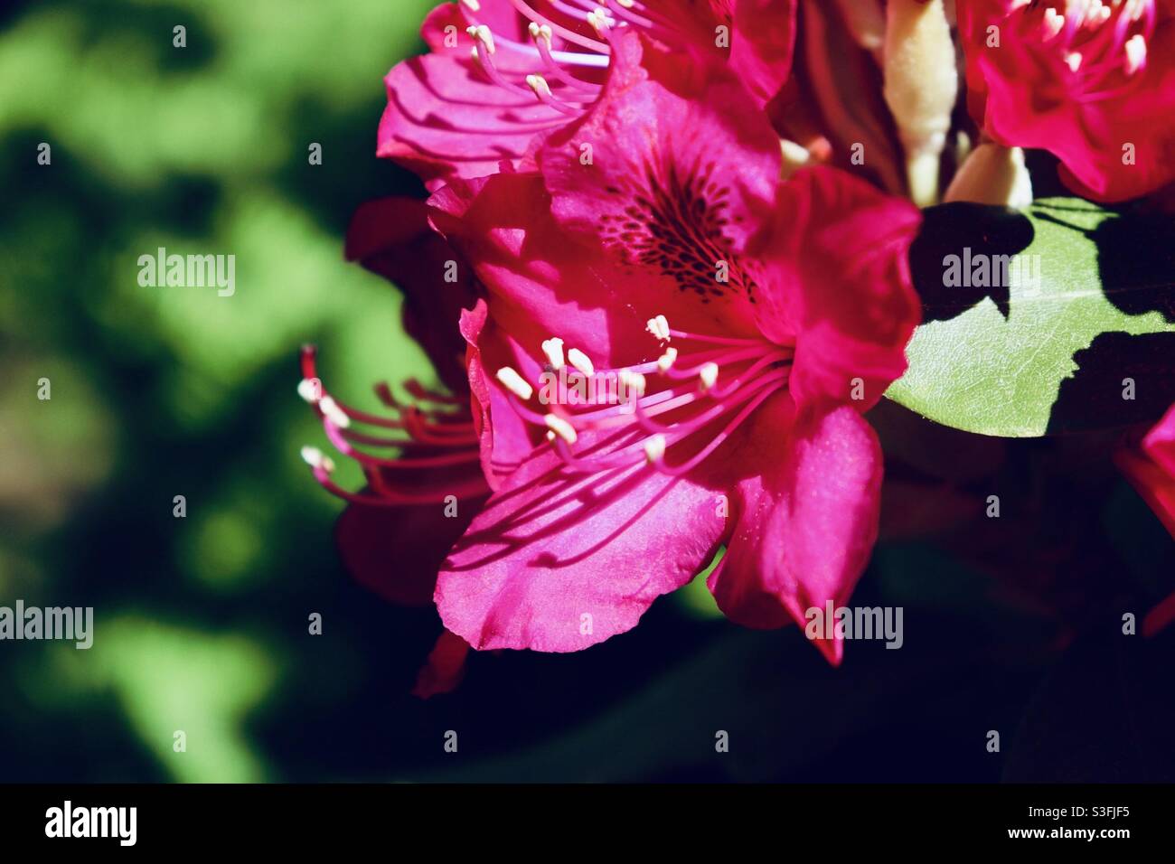 Rote Blume im Garten Stockfoto