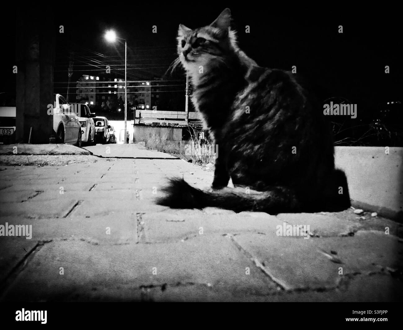 Straßenkatze sitzt nachts auf dem Bürgersteig Stockfoto