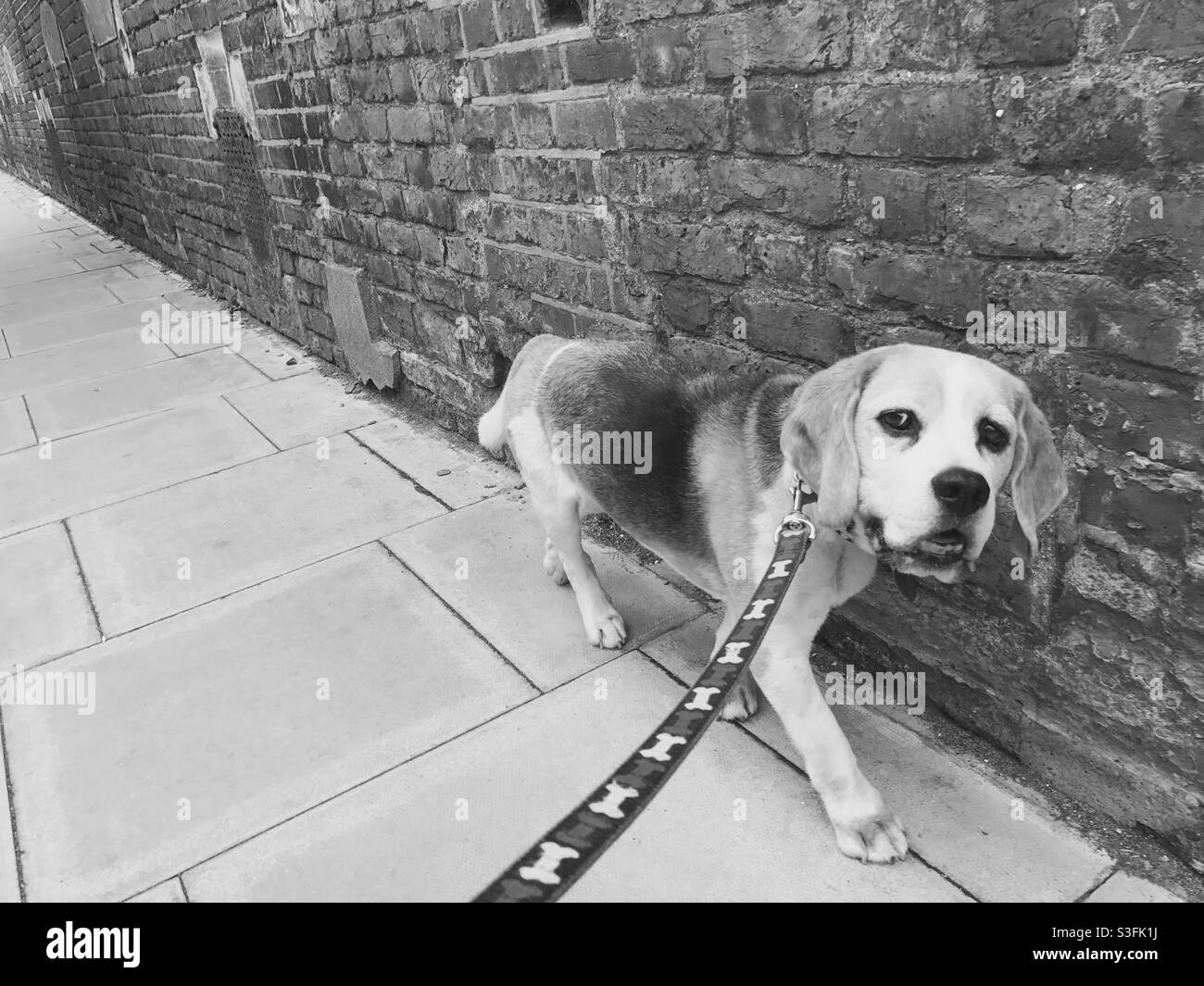 Beagle, der an einer schwarz-weißen Wand entlang läuft Stockfoto