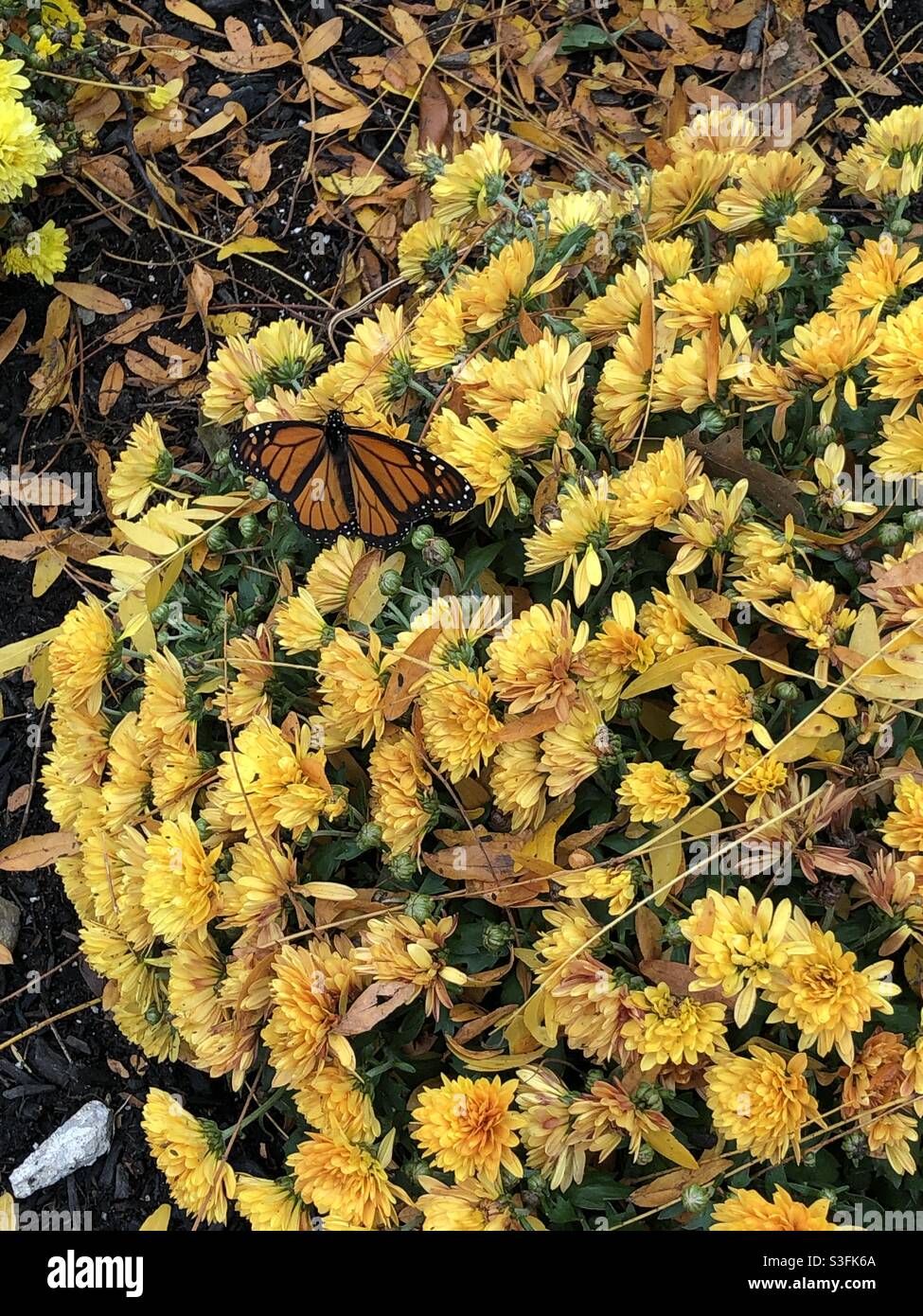 Orangefarbener Schmetterling auf gelben Blüten Stockfoto