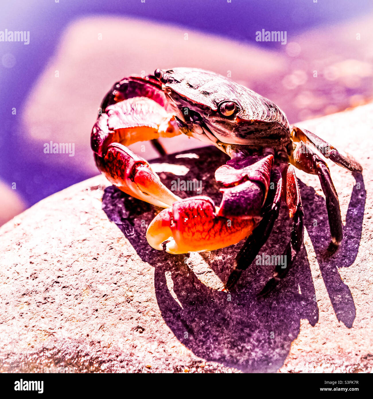 Kleine rote Krabben beim Sonnenbaden, warten auf die Flut, um das Mittagessen zu bringen. Oregon Coast Stockfoto