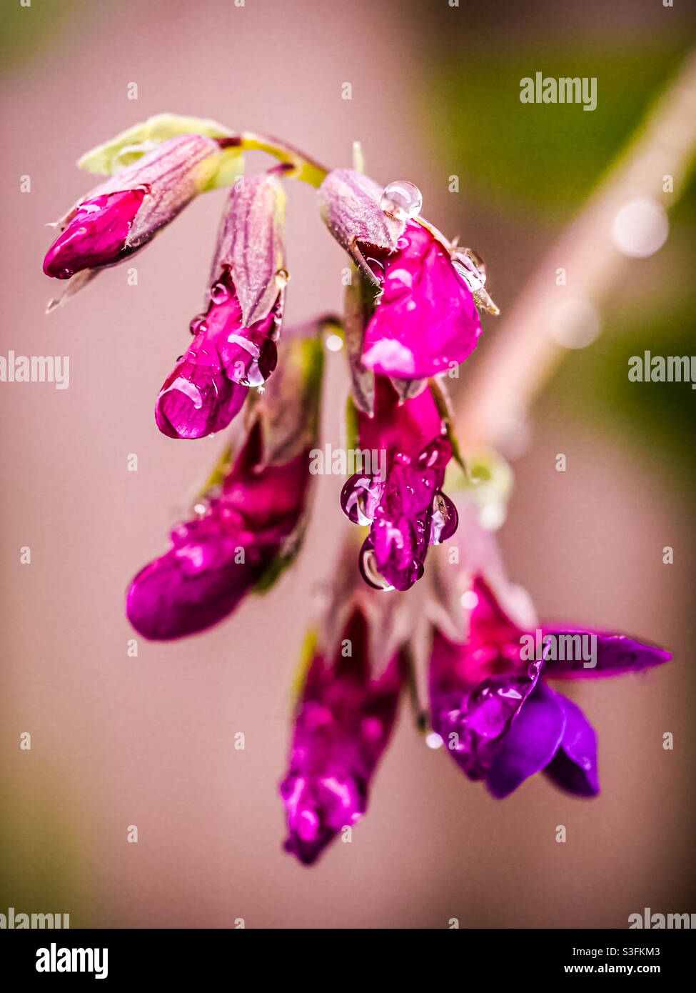 Regentropfen auf diesen violetten Blüten zwischen Regenschauern an der Küste von Oregon. Stockfoto
