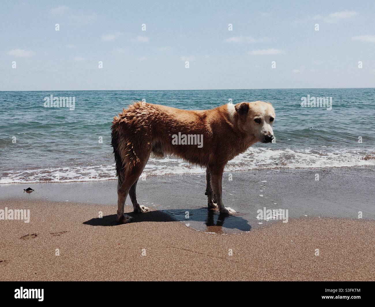 Start Hund stehen am Strand und Blick auf die Kamera Stockfoto