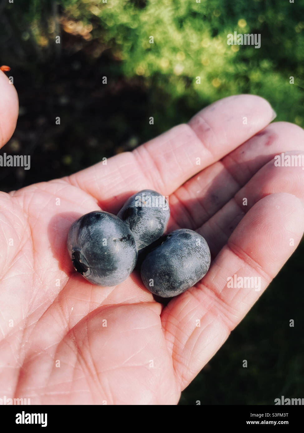Eine Handvoll Beeren pflücken. Stockfoto