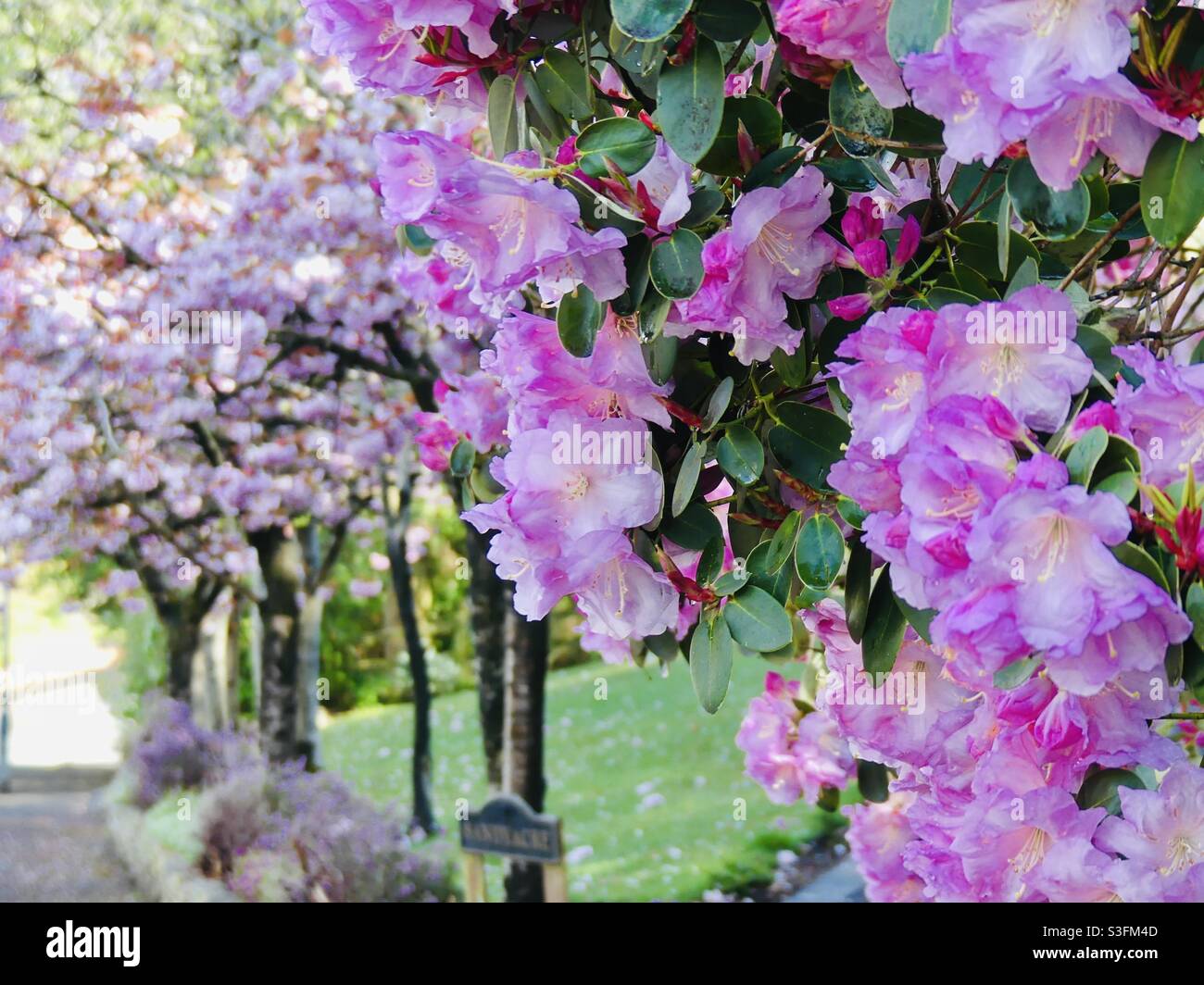 Blossom Trees 🌲 auf einer kleinen Dorfstraße Stockfoto