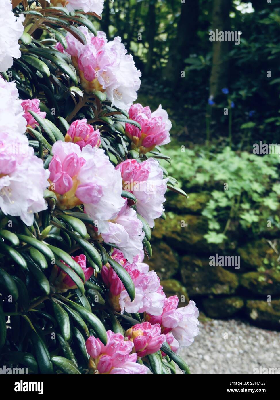 Ein paar rosa Blüten 🌸 Stockfoto