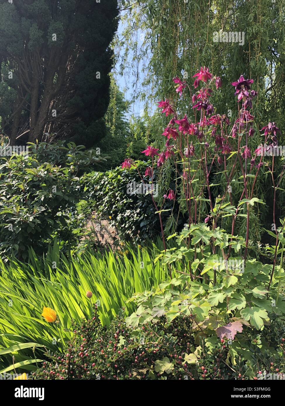 Tiefrote Aquilegia in Blüte in einem Garten im Frühsommer, England, Vereinigtes Königreich Stockfoto