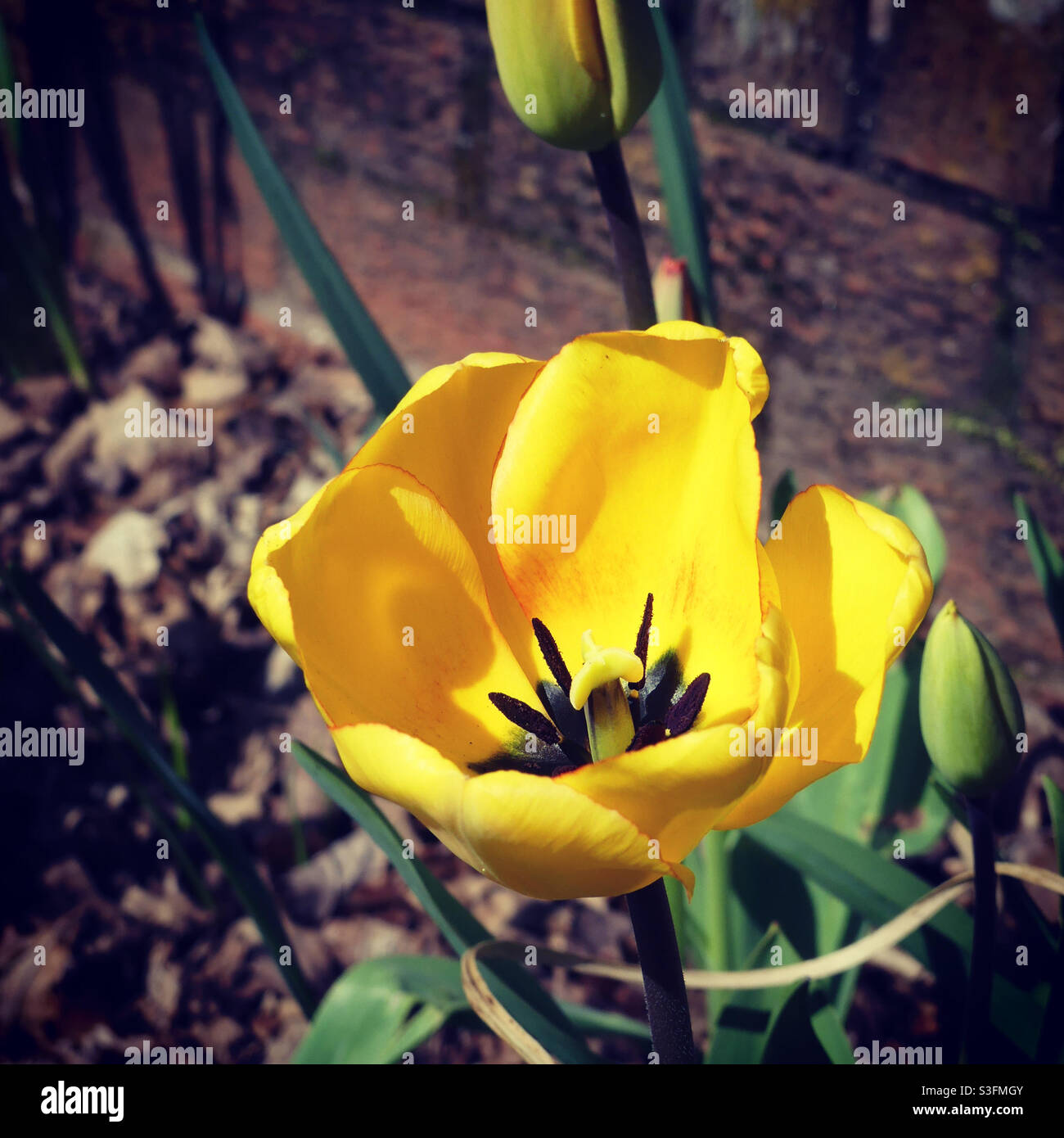 Zerbrechliche Tulpe im Frühling Stockfoto