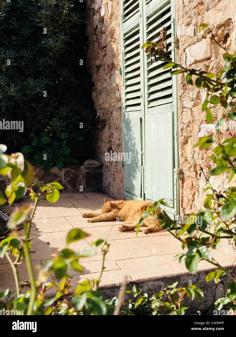 le sud est réputé pour sa sieste au Moment des fortes chaleurs de la journée .pour un Chat c’est encore plus une réalité Stockfoto