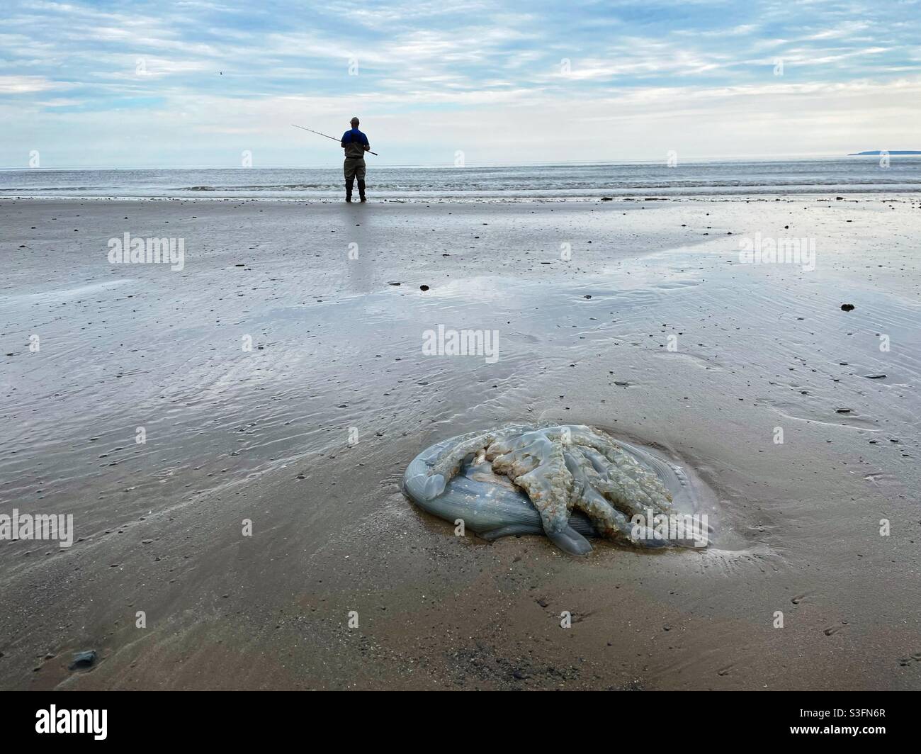 Gestrandete Quallen an einem walisischen Strand mit einem eingefischten Angler in der Ferne. Stockfoto