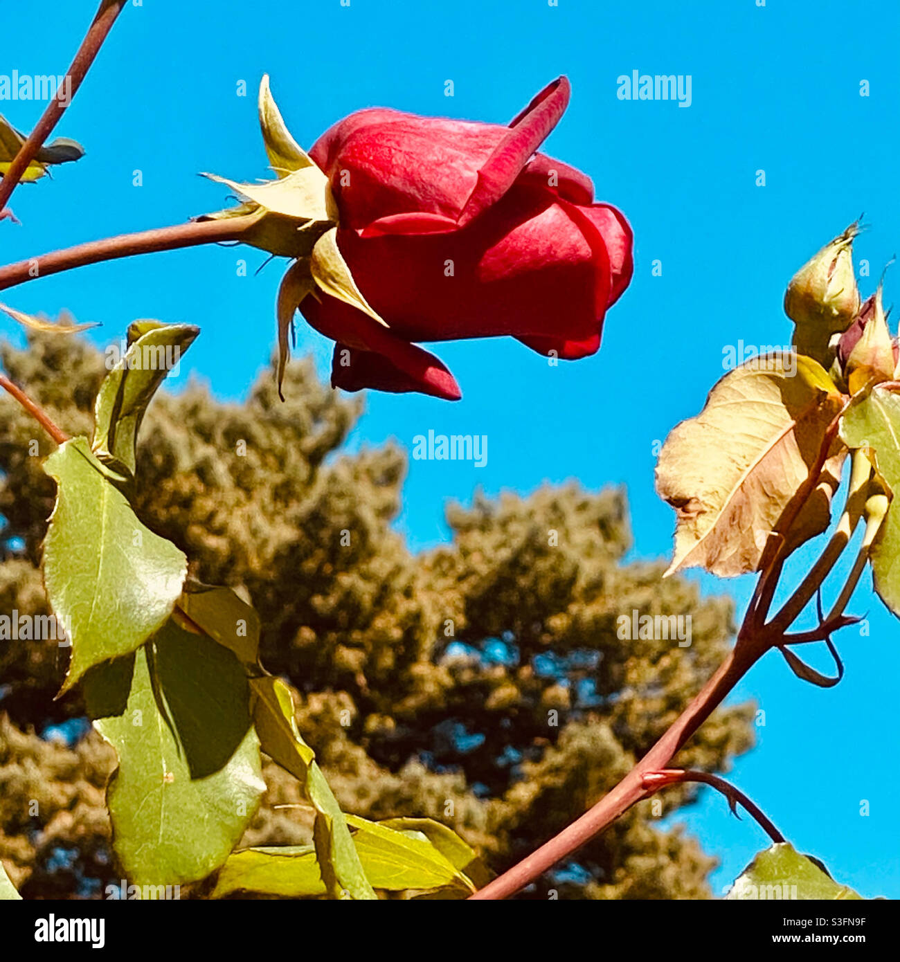 Erste Rose 🌹 des Frühlings ❤️ Stockfoto