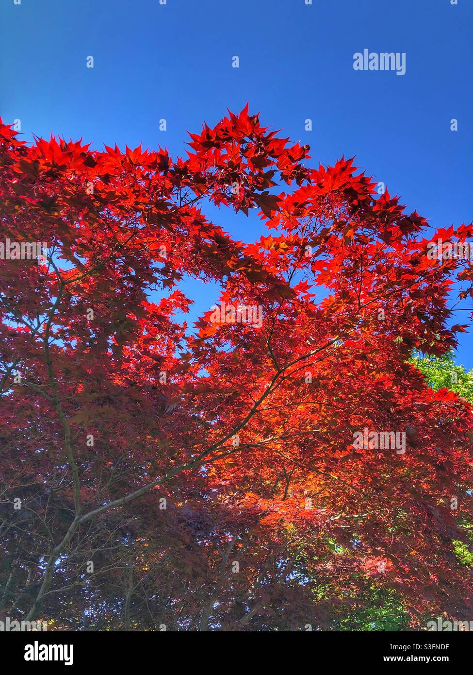 Leuchtend rot gefärbtes Laub vor einem klaren blauen Himmel. Stockfoto