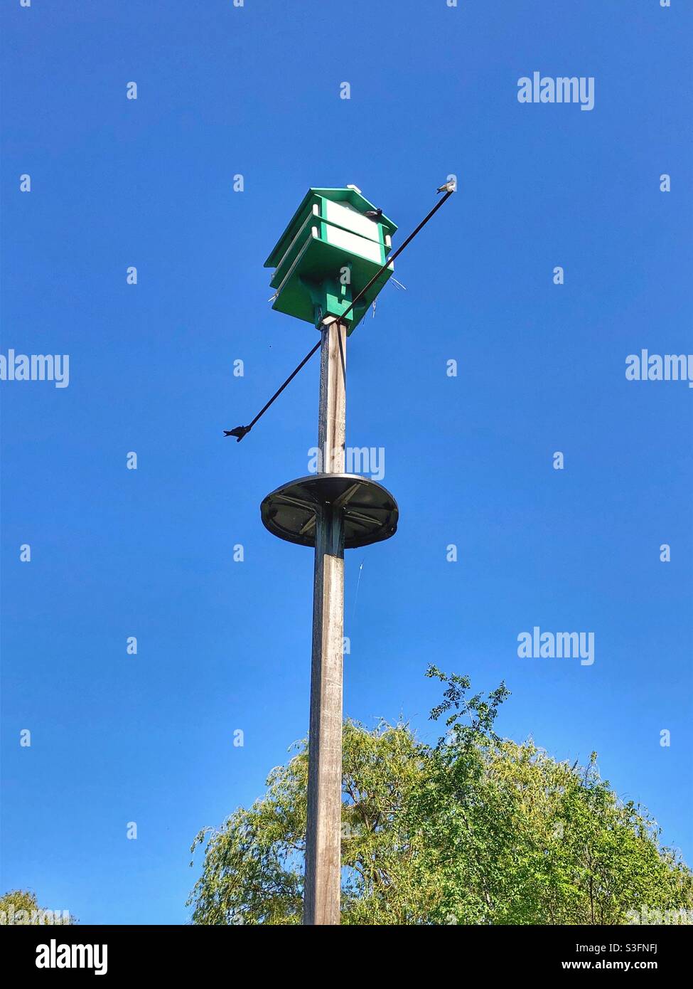 Ein Vogel, der an beiden Enden eines Vogelhaus-Pfahls thront. - Smartphone-aufgenommenes Stockfoto