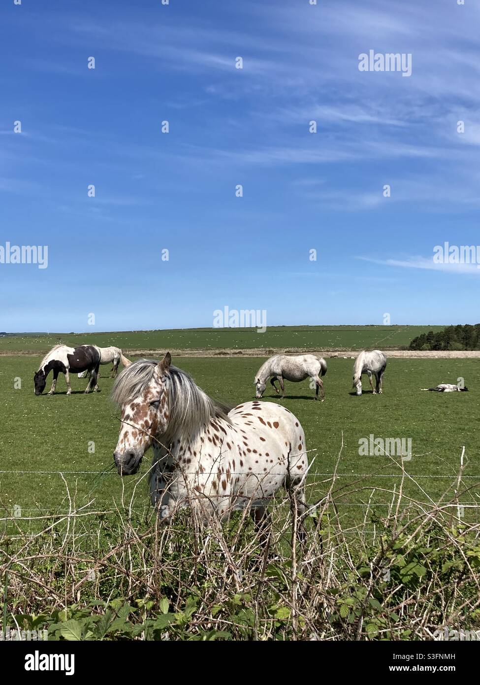 Ein kieselköpfiges Pony blickt über eine Hecke am Bodmin Moor, Cornwall, Großbritannien Stockfoto