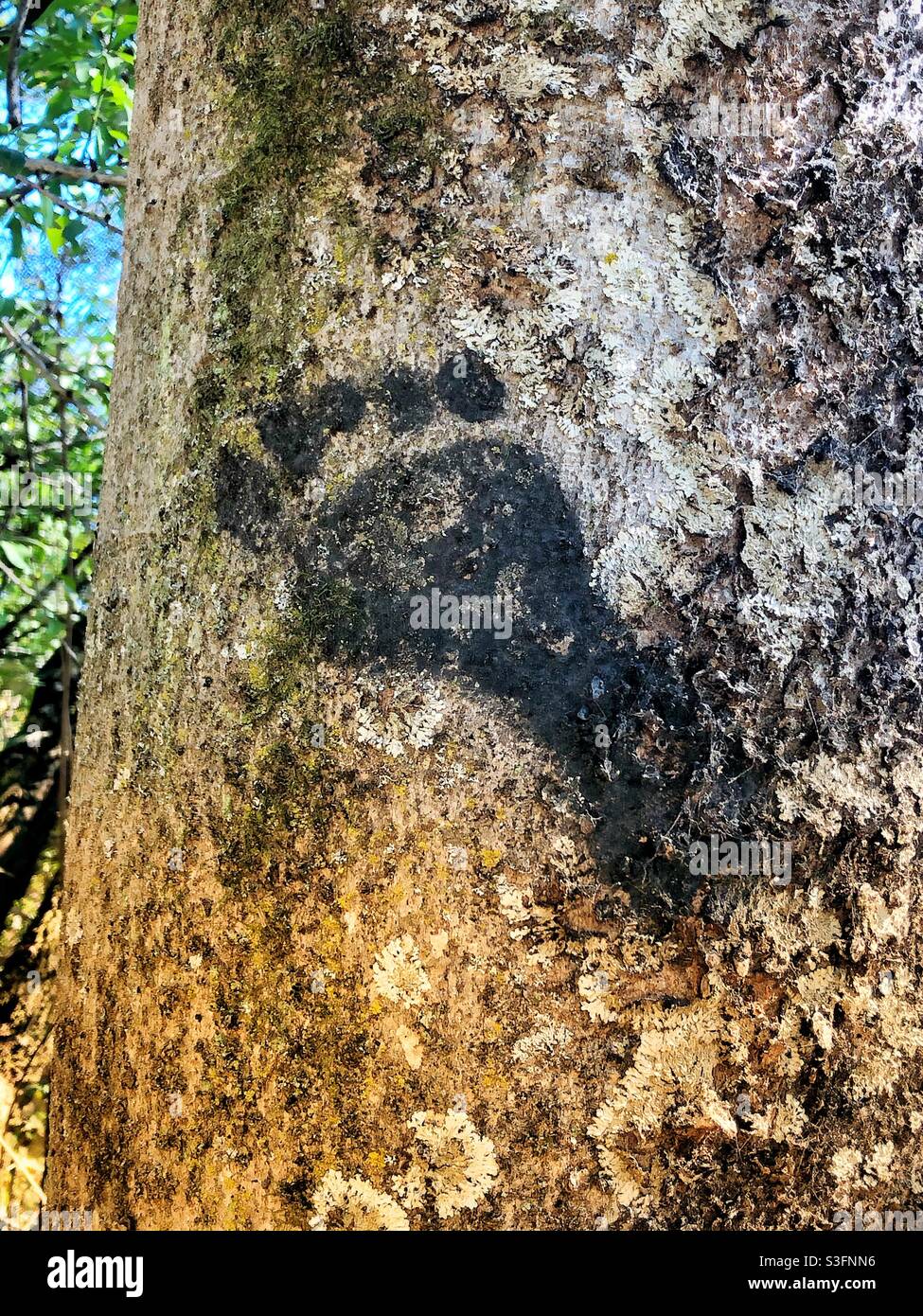 Fußabdruck auf einem Baum, der einen Wander-/Wanderweg markiert Stockfoto