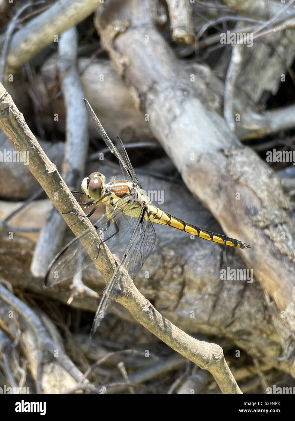 Seitenansicht der goldenen, fetter Libelle, die sich an einem Stock im Wald hält - Smartphone-aufgenommenes Stockfoto