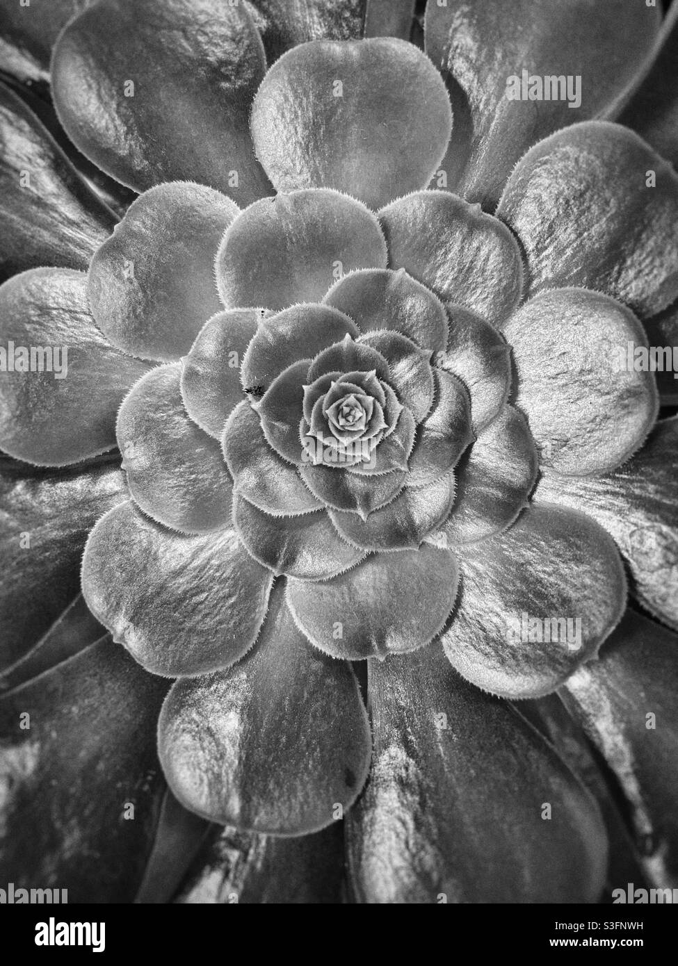 Aeonium arboreum Pflanze Stockfoto