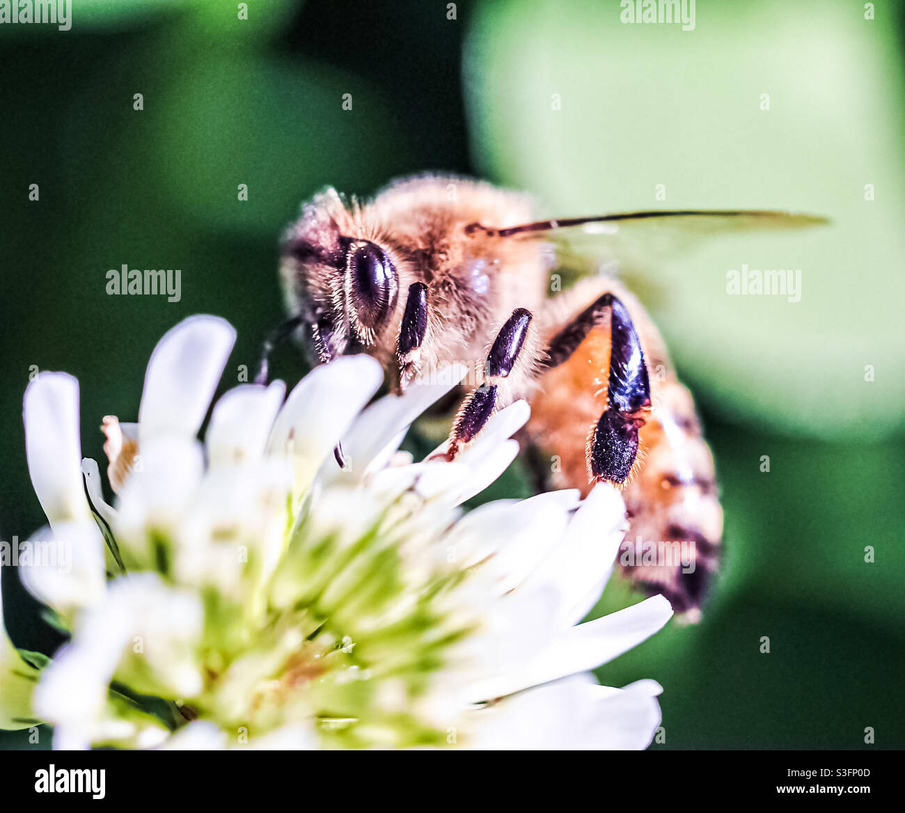 Wunderschöne Biene in einem Kleeblatt, die auf frischem Nektar schnapft und unterwegs in Oregon kleine Pollen aufholt. Stockfoto