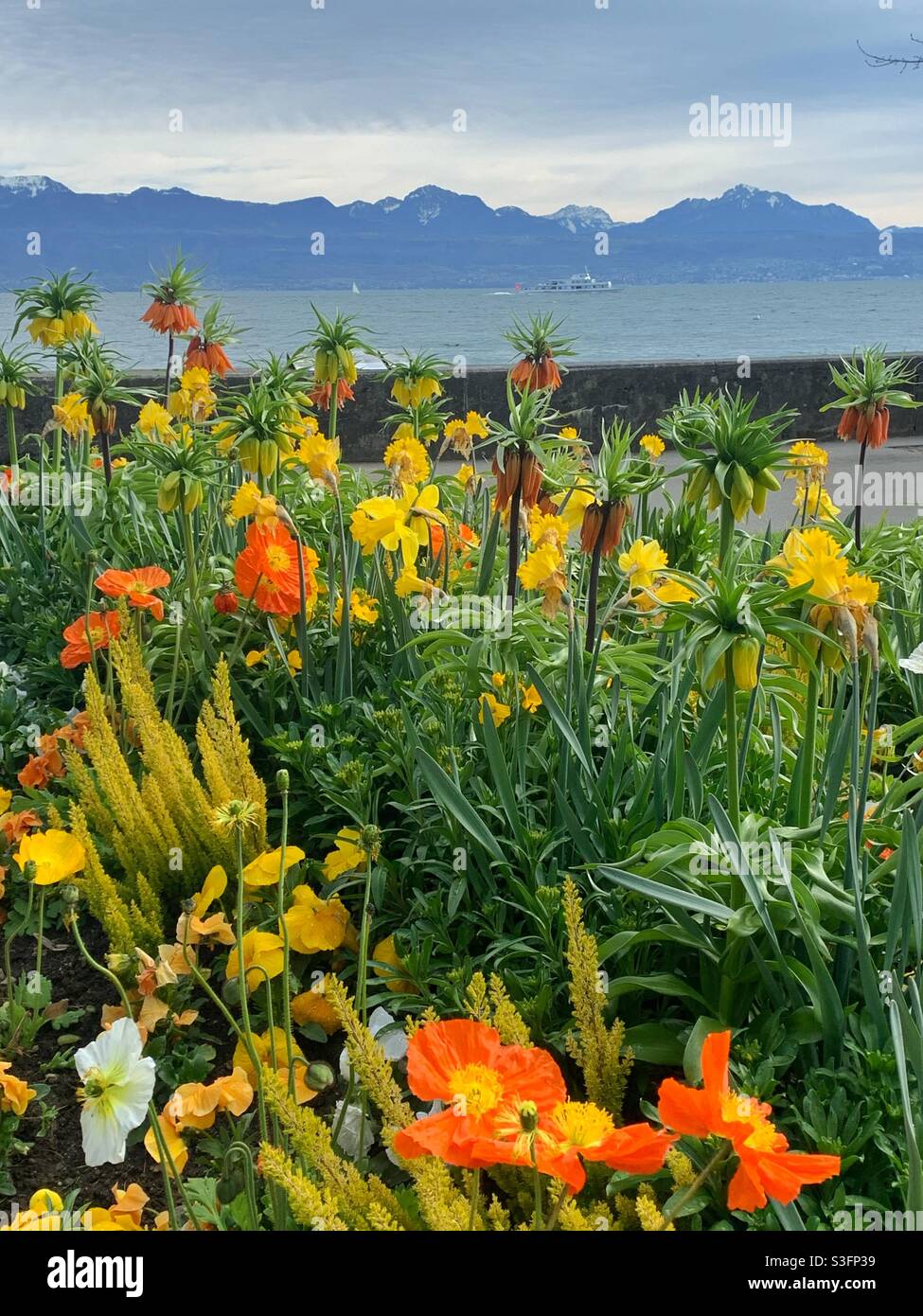 Frühlingsblumen mit Berg Hintergrund Stockfoto
