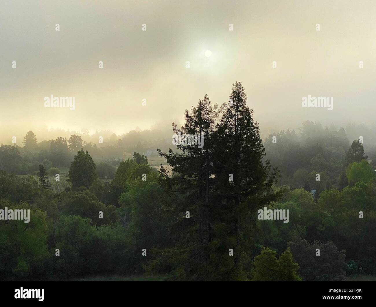 Nebel am frühen Morgen, Sonoma County, Kalifornien. Stockfoto