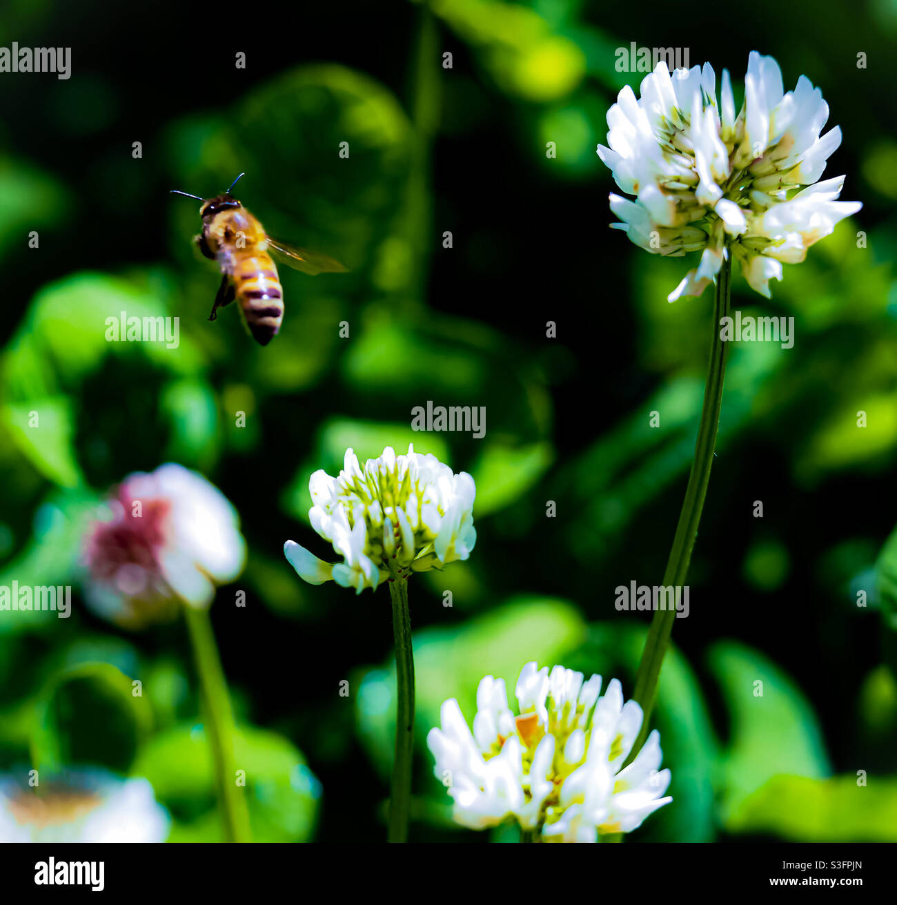 Fliegende Honigbiene in einem Feld dicht besiedelter Kleeblüten in Oregon. Stockfoto