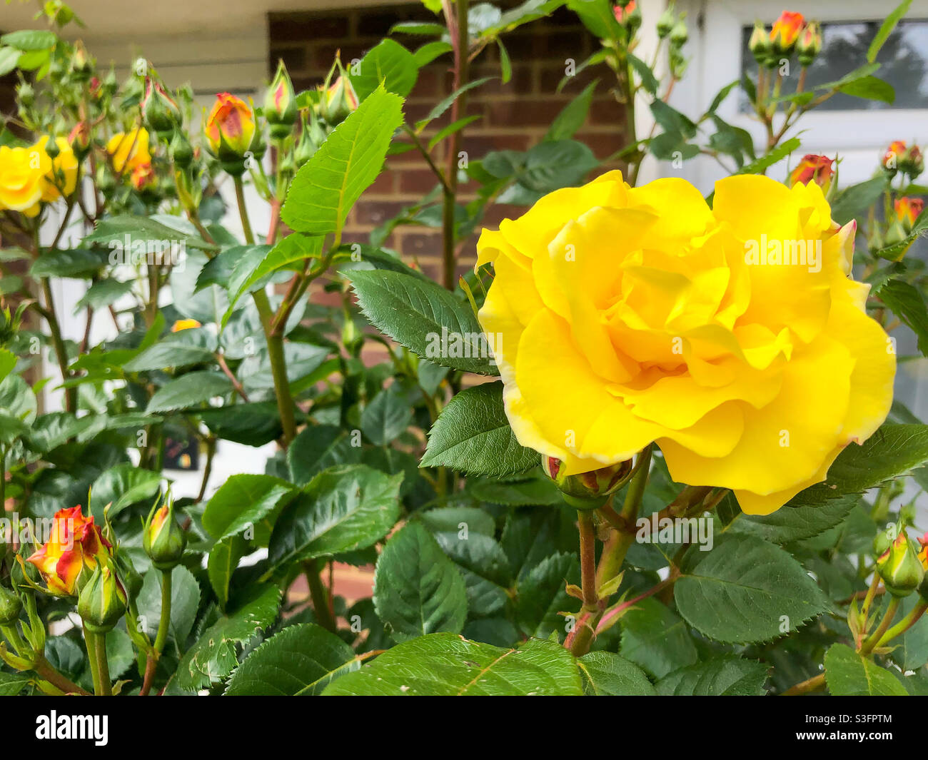 Gelbe Rose beginnt in einem Wohngarten zu blühen. - Smartphone-aufgenommenes Stockfoto