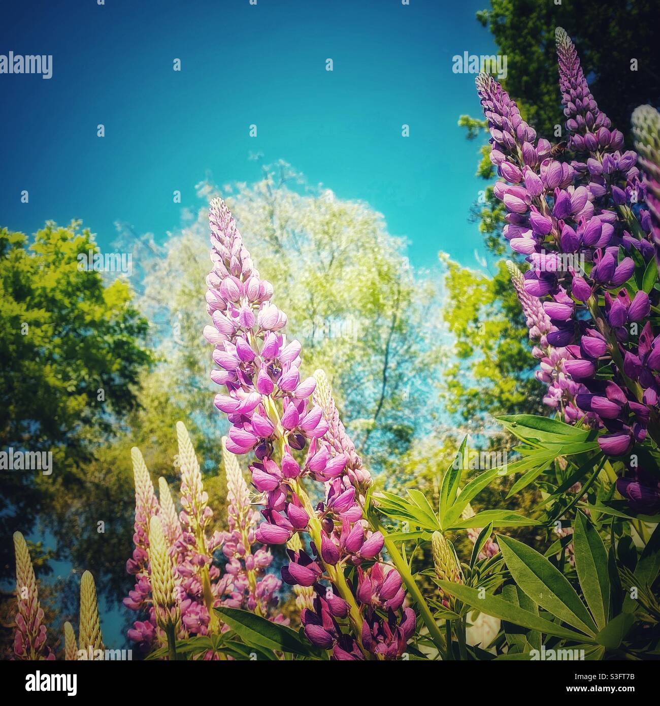Ein Foto von violetten Lupinen in einem Garten an einem Sommertag - Smartphone-aufgenommenes Stockfoto
