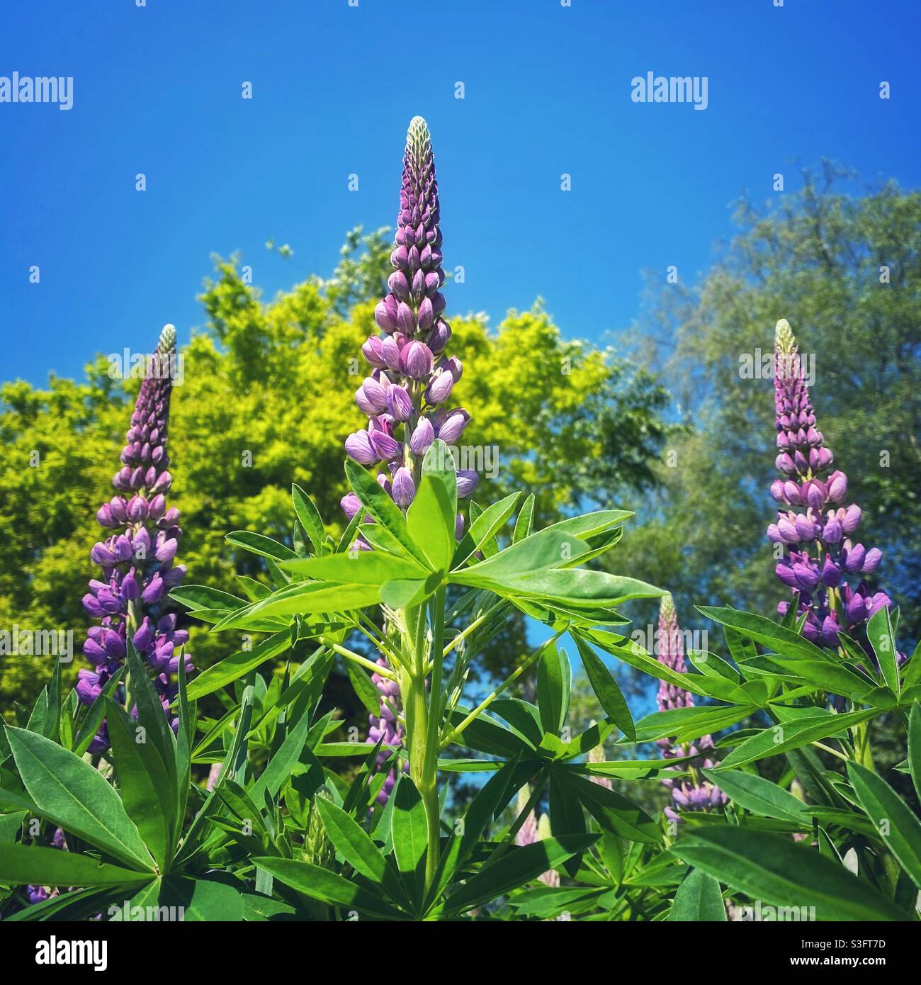 Ein Foto von violetten Lupinen in einem Garten an einem Sommertag Stockfoto
