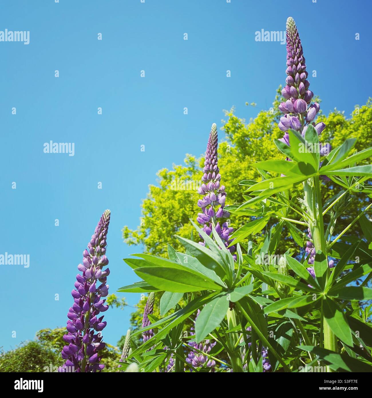 Ein Foto von violetten Lupinen in einem Garten an einem Sommertag Stockfoto