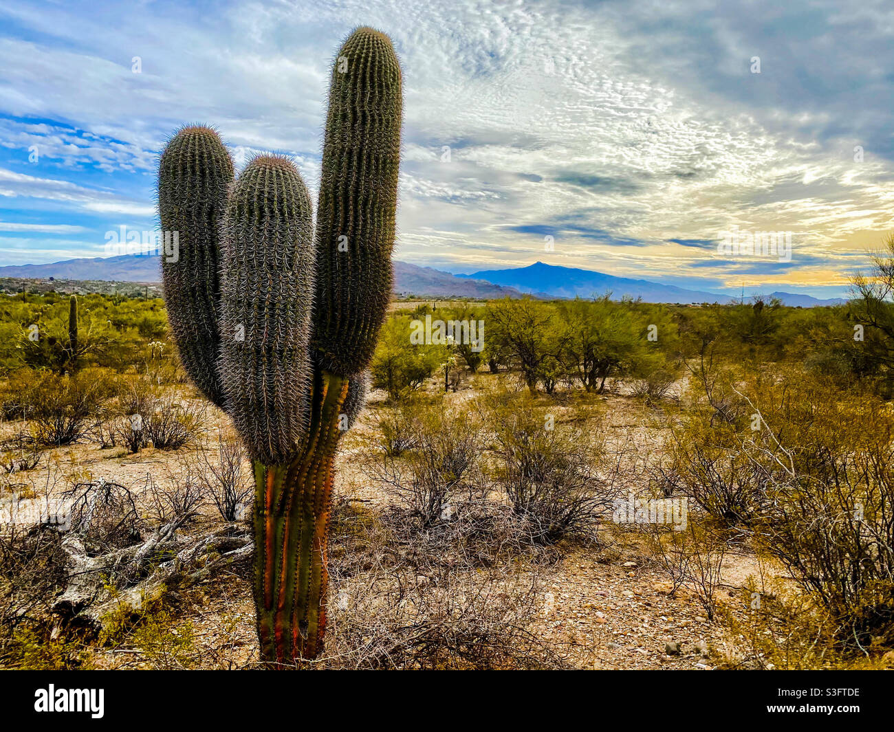 Landschaft der Sonora-Wüste in Arizona. Stockfoto