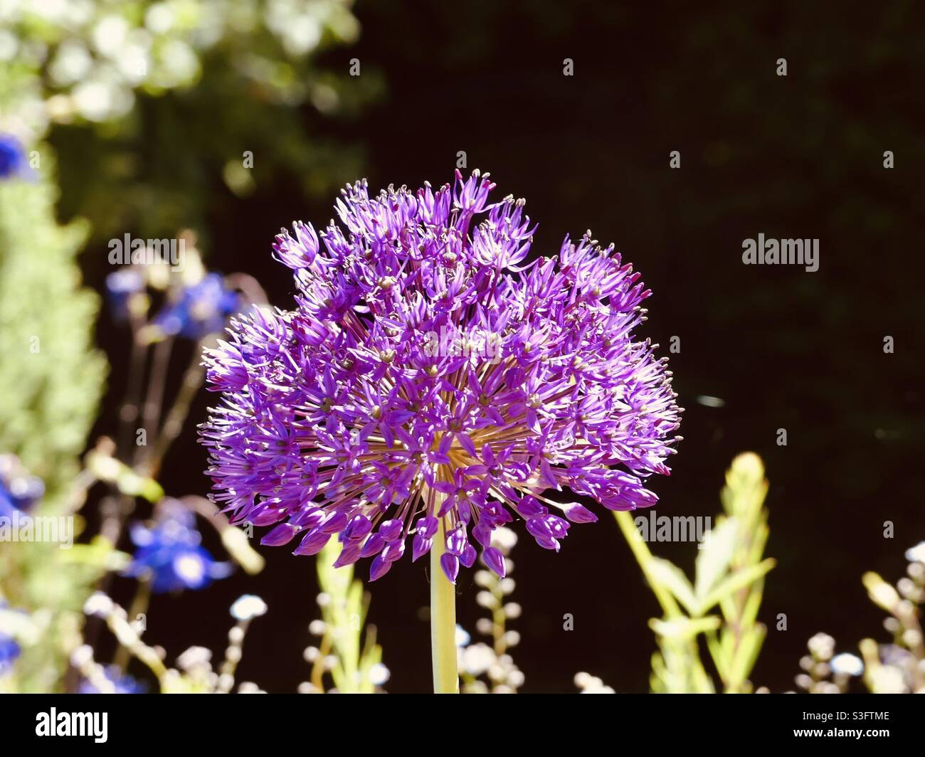 Erster Allium an einem ☀️ sonnigen Tag Stockfoto