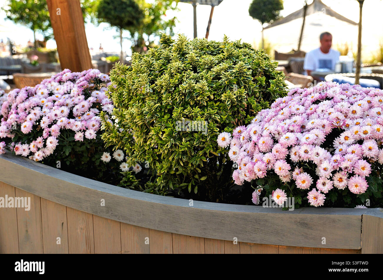 Sommer dekorative Blumenbeet mit Pflanzen und Blumen - Smartphone-aufgenommenes Stockfoto
