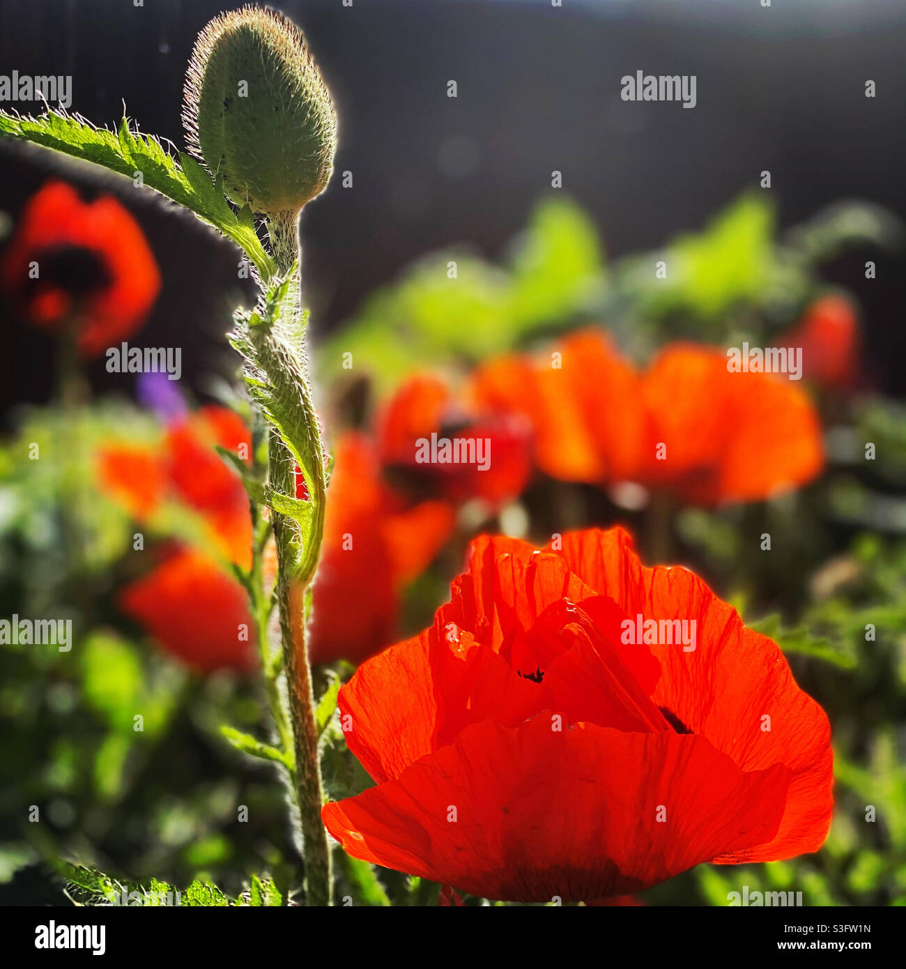 Orientalischer Mohn Stockfoto