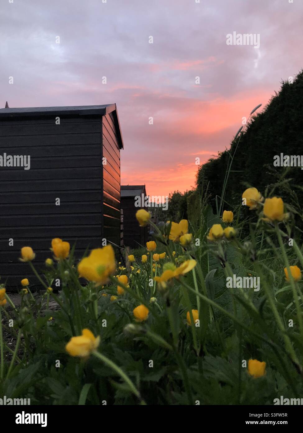 Butterblumen bei Zuteilung, Sonnenuntergang Stockfoto