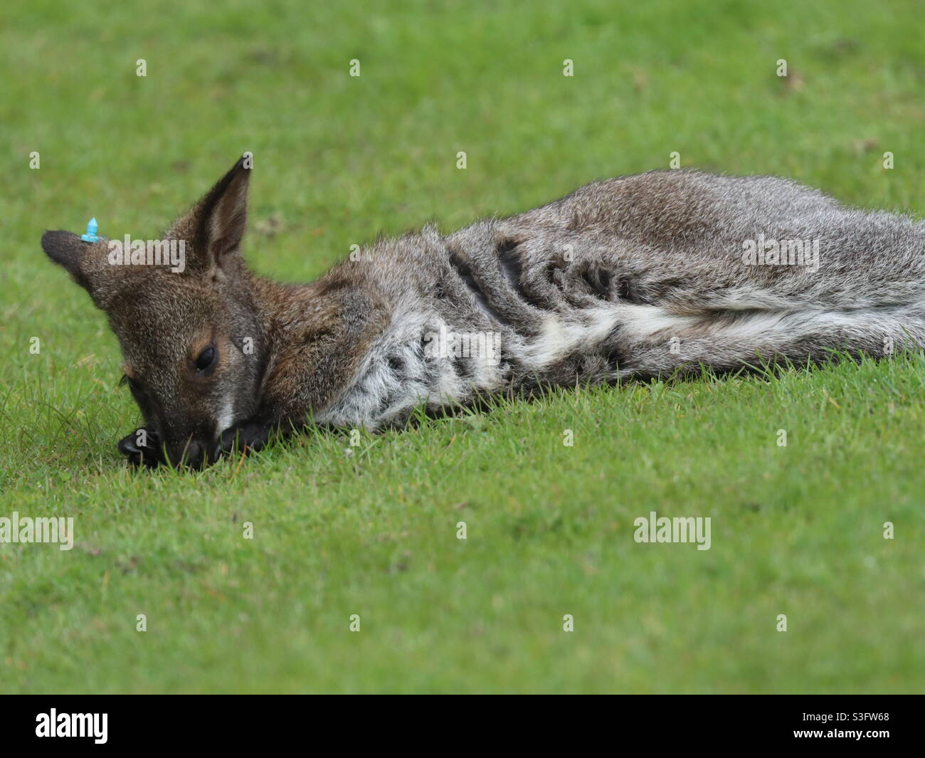 Sehr Junges Wallaby - Smartphone-aufgenommenes Stockfoto