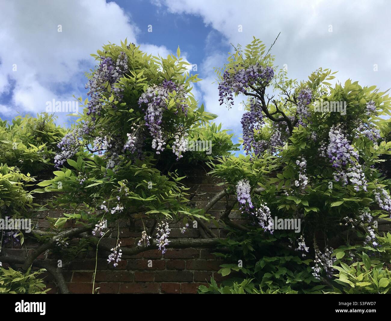 Im Sommer in einem englischen Garten auf dem Land in blühenden Glyzinien klettern - Smartphone-aufgenommenes Stockfoto