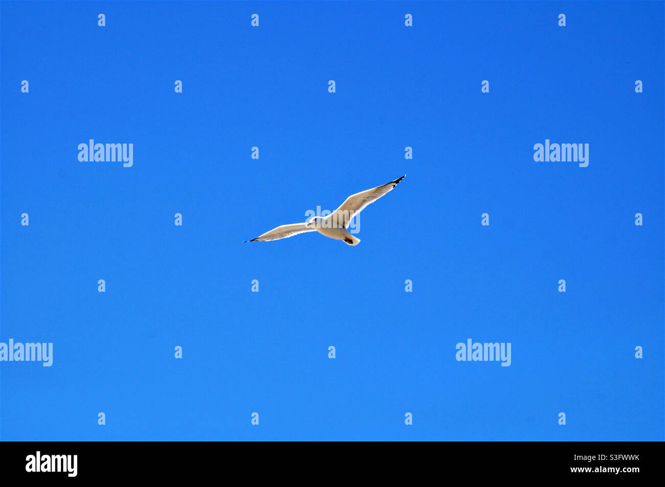 möwe schweben im sommerlichen blauen Himmel - Smartphone-aufgenommenes Stockfoto