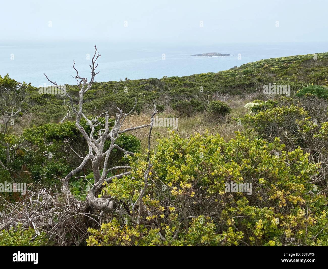 Blick auf eine kleine Insel von Bodega Head in Kalifornien. Stockfoto