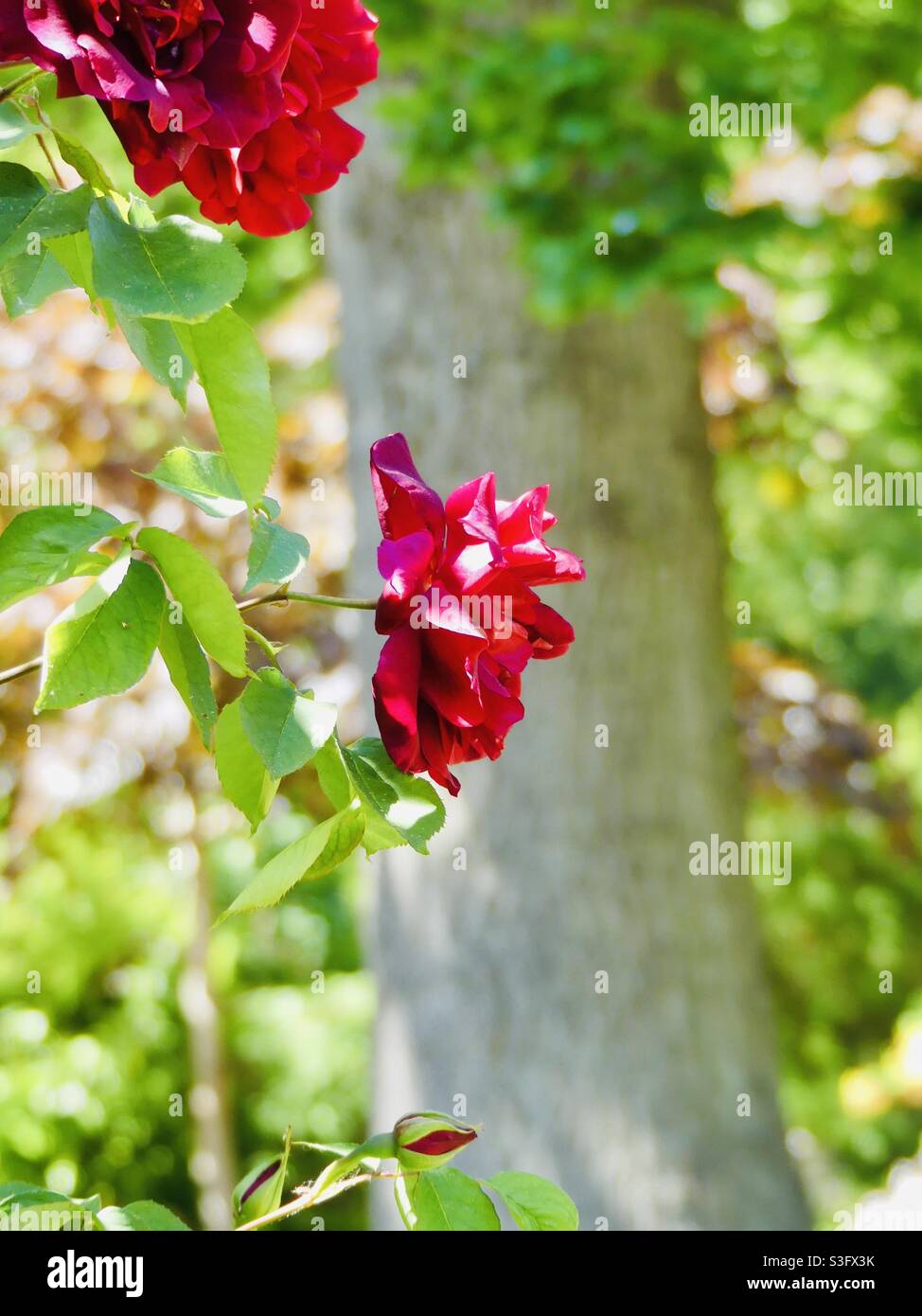 Eine rote Rose 🌹 bei einem Baum im Frühling 💕. Stockfoto