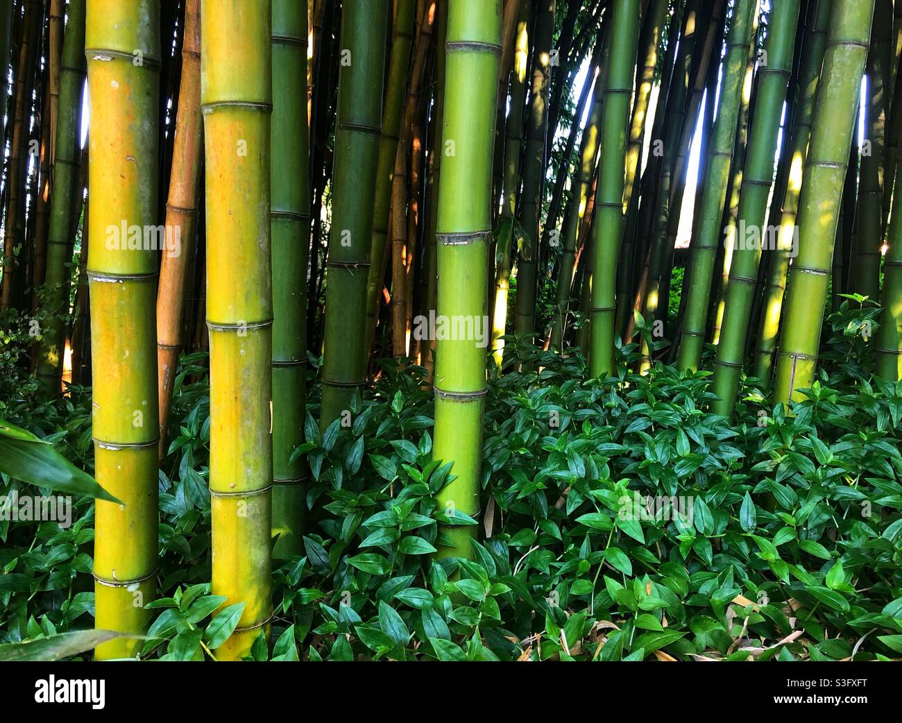 Üppig grün gut etablierter Bambushain Stockfoto