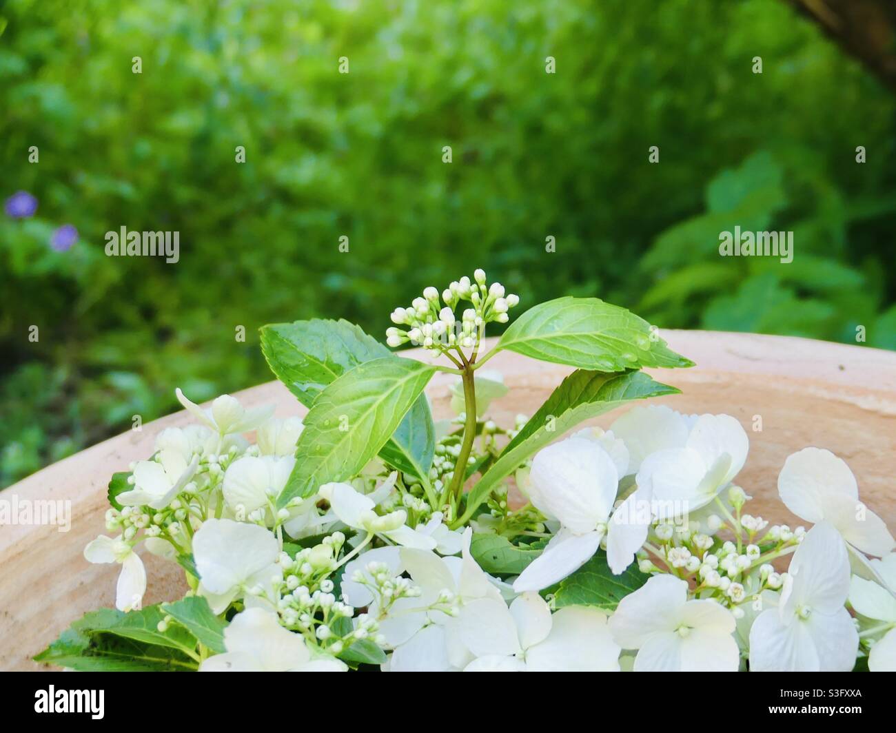 Entlaufe Braut 👰‍♀️ Hydrangea Stockfoto